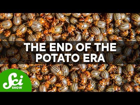 The Potato Famine Could Happen Again