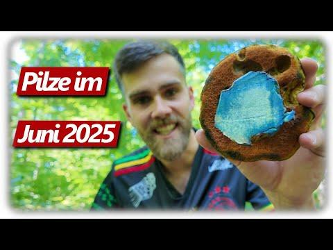 Mission Pfifferlinge finden 2025 | Pilze sammeln im Juni