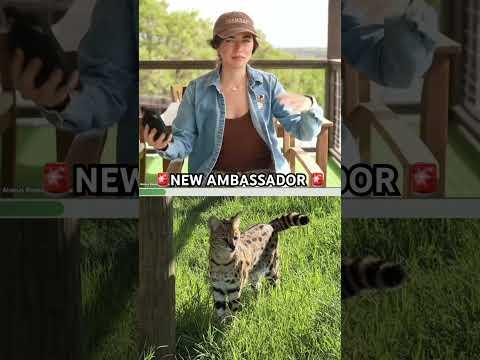 We are rescuing a new ambassador, a serval !! #alveussanctuary #mayahiga #bigcat