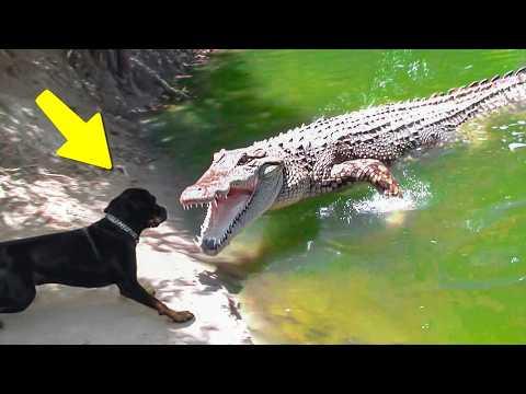 Wenn Tiere sich mit dem falschen Gegner anlegen