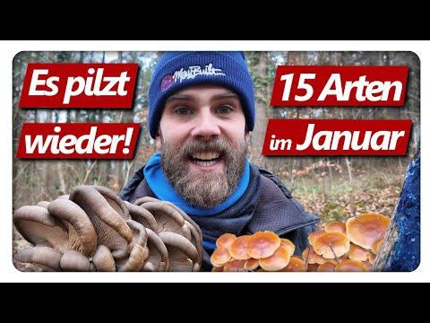 15 Pilzarten im Januar Wald | Austernseitling, Judasohr, Samtfußrübling | Pilze ohne Ende