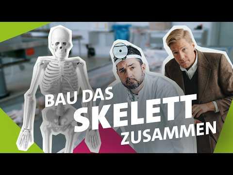 Könntest du ein Skelett korrekt zusammenbauen?