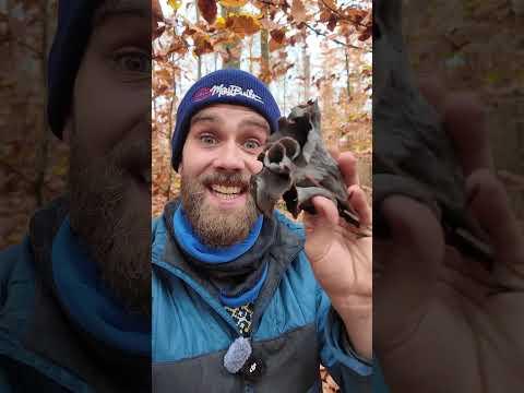 Totentrompeten im November sammeln Teil 1 #Pilz #Pilze #Pilzesammeln