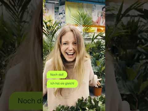 Monstera-mäßig guter Song! #kleinanzeigen # monstera #pflanzen