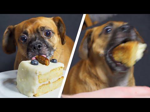making my dog a birthday cake