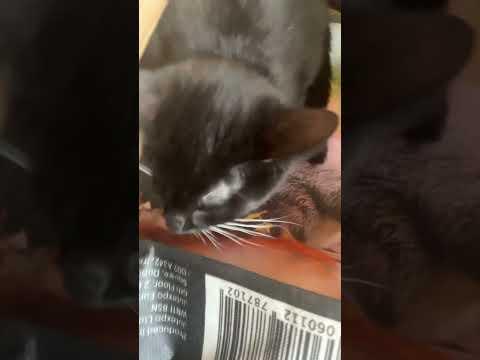 Curtis’ Turn For This Trend 😊 #shorts