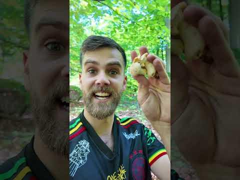 Weiße Pfifferlinge im Juni 2025 sammeln #Pilze #Wald #mushroom