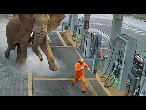 Wenn Tiere durchdrehen und dabei gefilmt werden