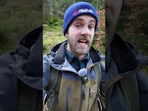 Morcheln im März 2026 finden, Tipps und Tricks #Morchella #Pilze #Wald