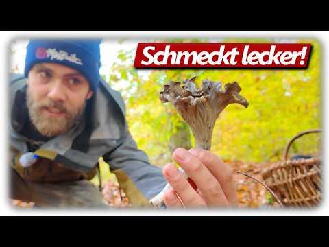 Totentrompeten bestimmen, sammeln, trocknen, Pilze zubereiten mit Rezept November 2025