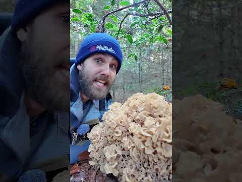 XXL Krause Glucke (Sparassis crispa) #Pilze #Wald #Pilzesammeln