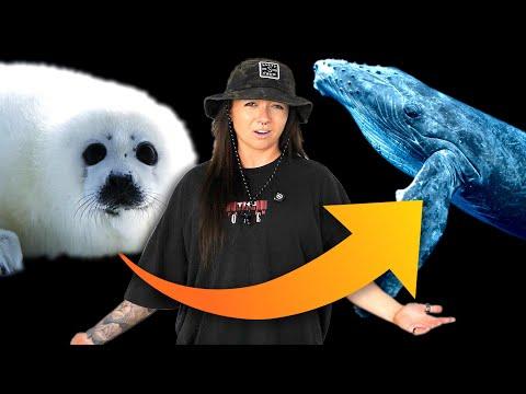 Are seals evolving into whales?