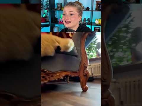 So sieht dich deine Katze #shorts #lidiro #schule #memes