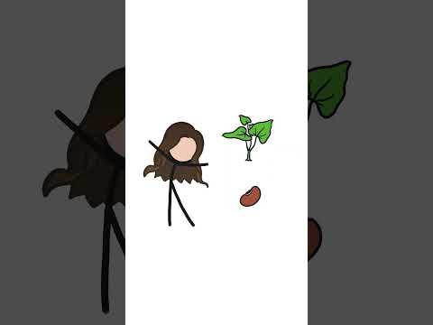 What came first? The Seed or the Plant?