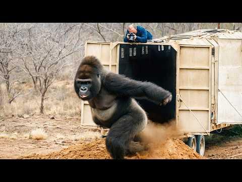 Diese Tiere werden zum ersten Mal freigelassen