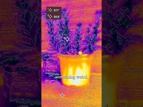 AD - Why are plants colder than their surroundings?