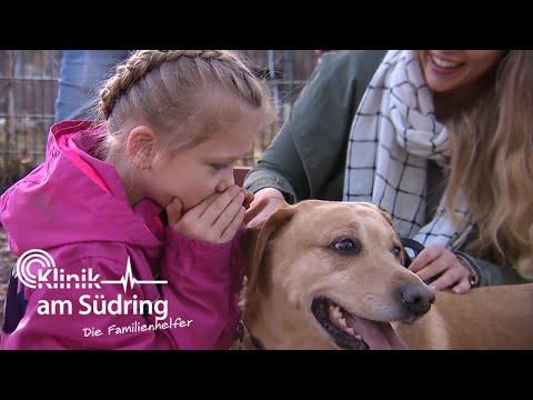Flüstern mit dem Hund: Kann Benny Evjes Schweigen brechen? | Die Familienhelfer