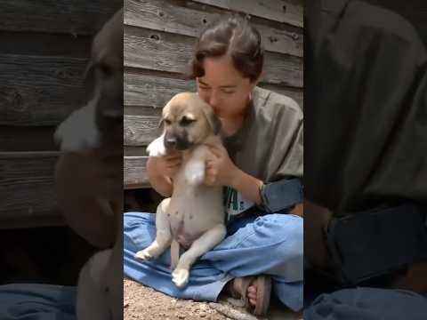 I played with puppies for an hour 🐶😊 #shorts #puppy #dog #anatolianshepherd #mayahiga #twitch