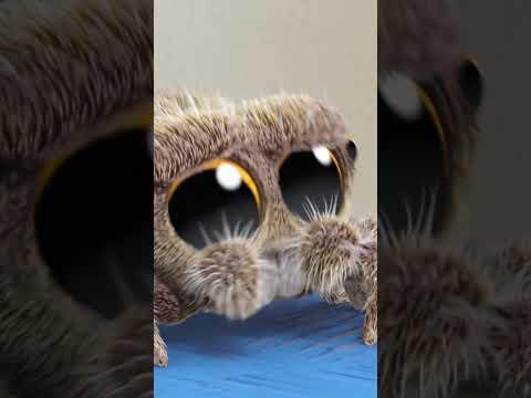 Findley Meets Koo Koo Bird #lucasthespider #kidsvideo