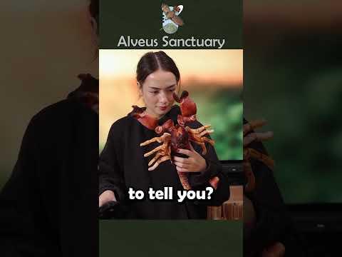 Learning how Scorpions mate 🦂 (W loot) #alveussanctuary #sakurashymko #mayahiga