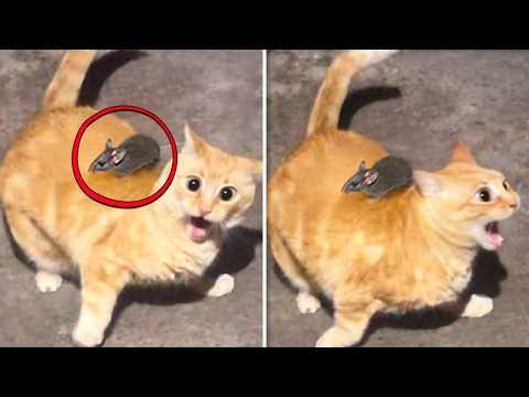 Überdramatische Tiere, die dich zum Lächeln bringen werden