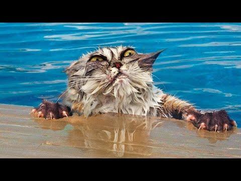 Wenn dein Haustier es kaum abwarten kann, ins Wasser zu springen!😂 Lustige Tiere und Wasser