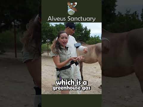 She's feral today 😭😭 #marlon #alveussanctuary #mayahiga