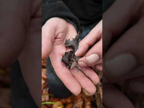 Totentrompeten im November 2025 sammeln Teil 3 #Pilz #Pilze #Pilzesammeln