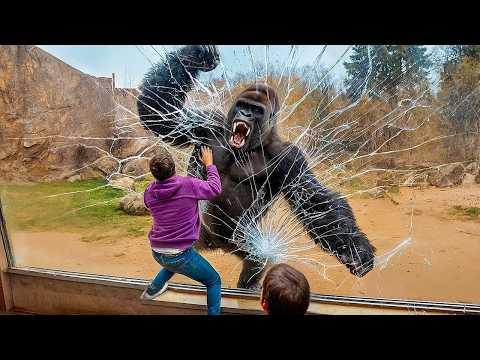 Unglaubliche Ausbrüche von Tieren, die auf Kamera festgehalten wurden