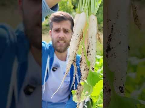 Radieschen Hochbeet Ernte in weiß, statt rot #Garten #Radieschen #Hochbeet