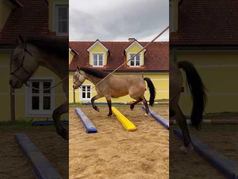 Trainingsausschnitte mit Spirit 😇 Soft-Stangen für Ponies #ViktoriaSarina