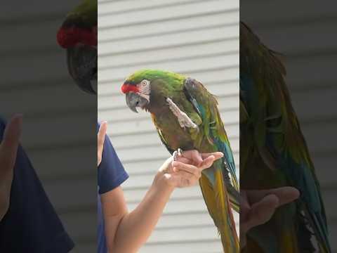 real life Rio story 🦜 #mayahiga #parrot #birds #conservation #shorts