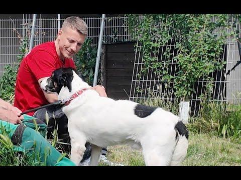Jagdhund-Mix: Paul | Champions suchen ein Zuhause! | Tierheim Berlin