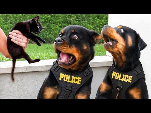 Wenn Polizeihunde nicht ihren Job machen 🐕👮‍♀