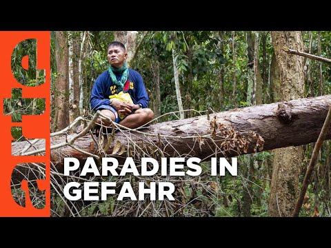 Philippinen: Der tödliche Kampf um den Regenwald | Doku HD | ARTE