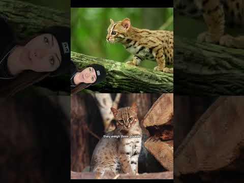 lesser known cat facts 101