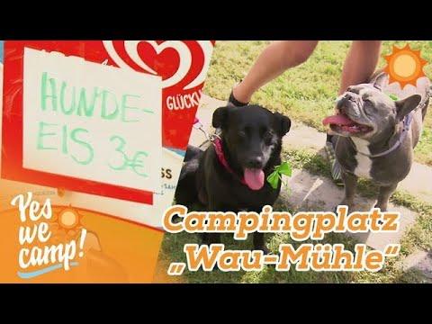 "Who let the DOGS out?" 🐶 Ein HERZ für Hunde auf dem Campingplatz! | Yes We Camp