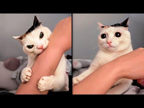 Wenn Katzen sich wie Trottel benehmen