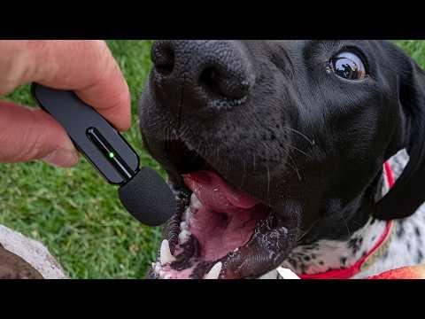 UNUSUAL MEMES COMPILATION V380