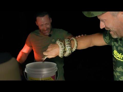 Nachtjagd auf die gefährliche Tigerpython
