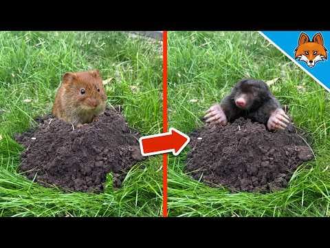 Wühlmaus oder Maulwurf?💥(SO erkennst du den Unterschied)🤯