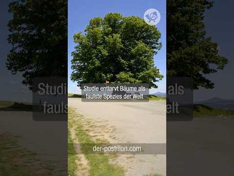 Studie entlarvt Bäume als faulste Spezies der Welt