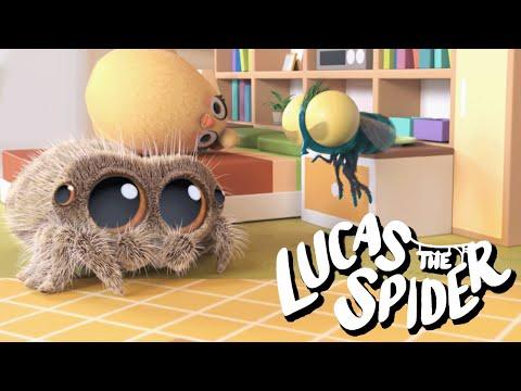 Lucas the Spider and Findley Have Trouble Being Roommates