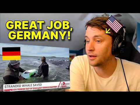 American reacts to Incredible German Effort to SAVE Timmy the Whale