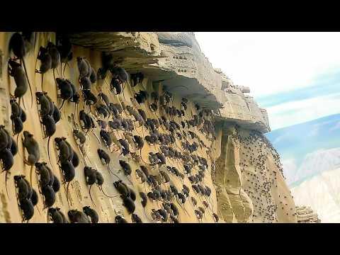 Milliarden in Bewegung: Gigantische Invasionen & Migrationen im Tierreich