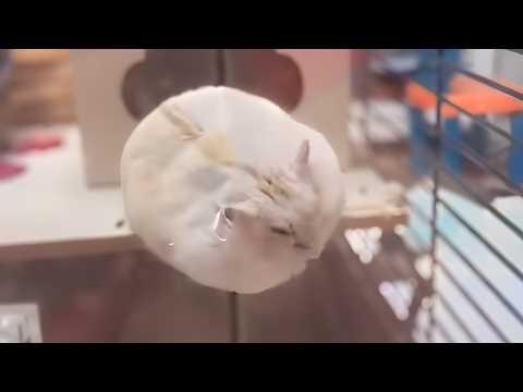 UNUSUAL MEMES COMPILATION V320