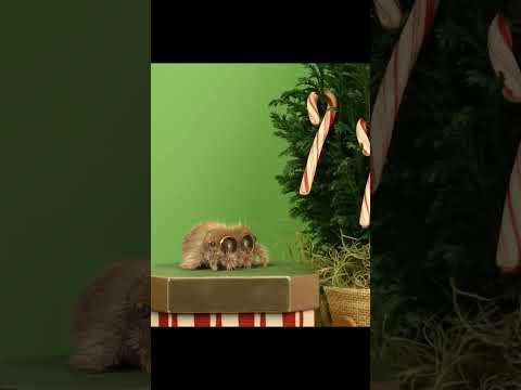 How Lucas Became Friends With Findley #lucasthespider #friends #christmasmiracle