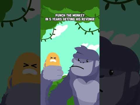 Punch the Monkey after the love they received from the internet made them too powerful #dumbways