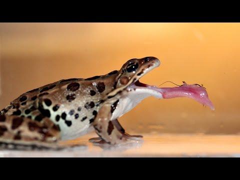 The Secret to the Stickiness of Frog Spit