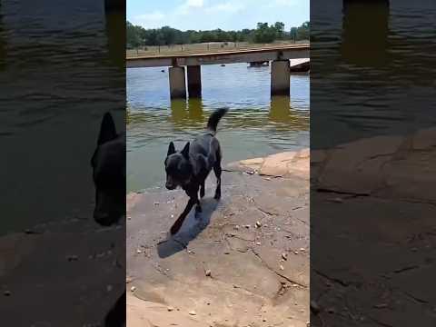 I went to a dog park :) 🐕 #shorts #dogpark #irl #dog #mayahiga #twitch
